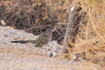 Close up shot of cute Roadrunner on the ground