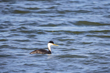 Close up shot of Clark's grebe swimming