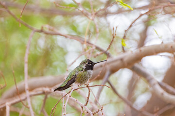 Close up shot of beautiful hummingbird resting on a brunch