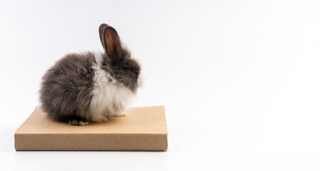 Easter holiday and education concept. Adorable little black and white bunny rabbit sitting on the...