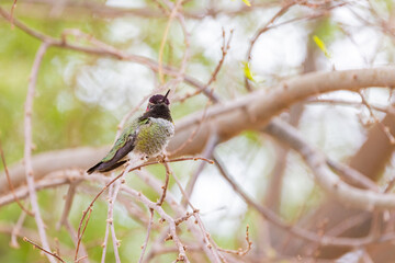 Close up shot of beautiful hummingbird resting on a brunch