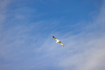 Naklejka na ściany i meble Close up shot of California gull flying