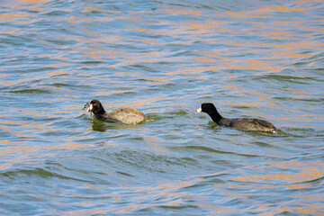 Fototapeta premium Close up shot of common coot swimming