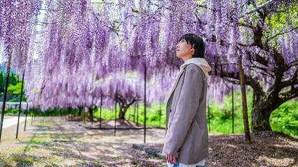 藤の花と台湾人女性