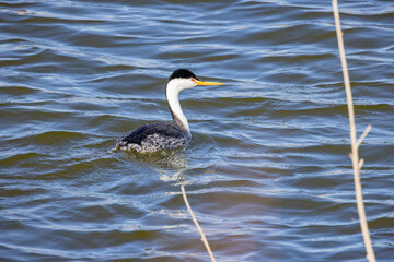 Close up shot of Clark's grebe swimming