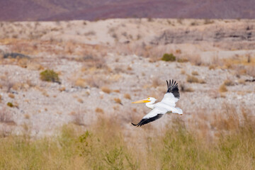 Close up shot of a Pelican flying