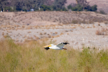 Close up shot of a Pelican flying