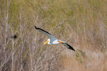 Close up shot of a Pelican flying