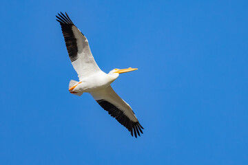 Fototapeta na wymiar Close up shot of a Pelican flying