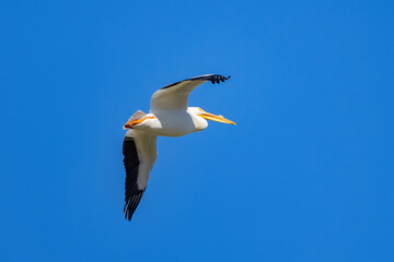 Fototapeta na wymiar Close up shot of a Pelican flying