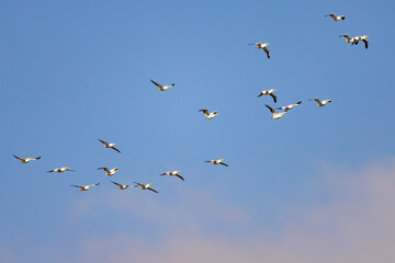 Close up shot of a Pelican flying