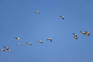 Close up shot of a Pelican flying