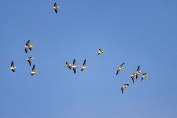 Close up shot of a Pelican flying