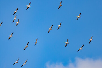 Close up shot of a Pelican flying