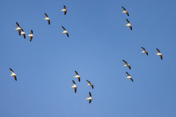 Close up shot of a Pelican flying