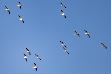 Close up shot of a Pelican flying