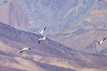 Close up shot of a Pelican flying