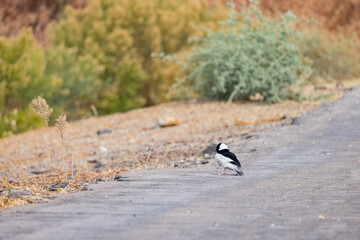 Close up shot of cute Bufflehead walking on the ground