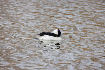 Close up shot of cute Bufflehead swimming in a pond