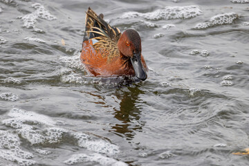 Close up shot of cute Cinnamon teal swimming in a pond