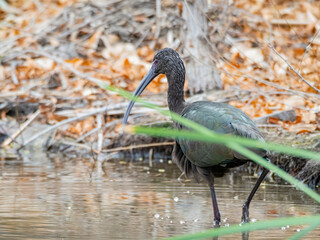 Close up shot of cute White-faced ibis in a river