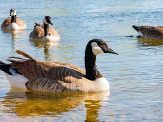 Obraz premium Close up shot of Canada Goose swimming