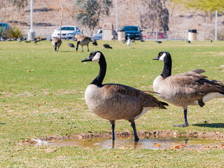 Close up shot of Canada Goose walking