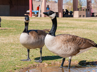 Close up shot of Canada Goose walking