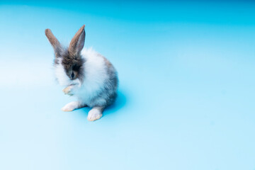 Cute adorable brown and white rabbit cleaning foot while sitting on isolated blue background. Lovely baby bunny alone sit on blue background. Easter concept.
