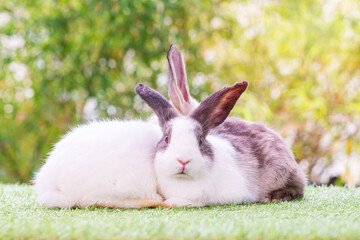 Easter animal concept. Two adorable fluffy rabbits bunny sitting togetherness on the green grass over bokeh background.