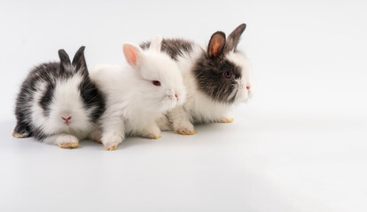 Lovely group newborn baby rabbits bunny sitting togetherness over isolated white background. Easter...