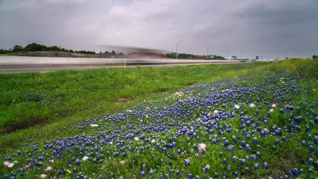 Time Lapse of Highway Traffic next to Blue bright Flowers