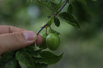 green plums 