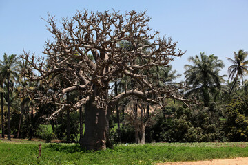 baobab dans un champs de tomates 