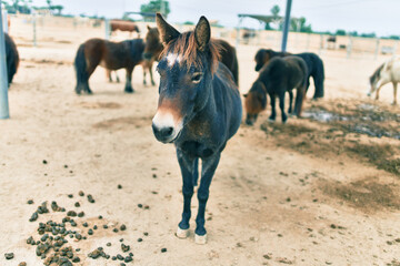 Adorable ponies walking at the farm