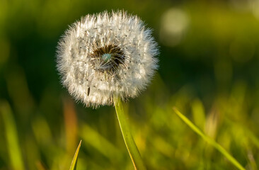 Dandelion in the spring field at sunset, a photo close up