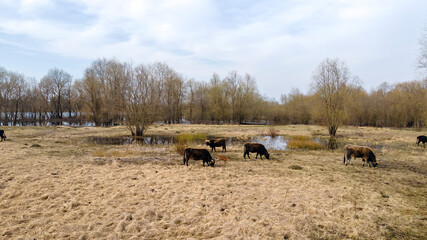Herd of wild cows in a meadow. Heck cattles in nature. Wildlife concept.
