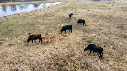 Fototapeta na wymiar Herd of wild cows in a meadow. Heck cattles in nature. Wildlife concept.