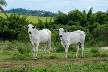 Obraz premium PAIR OF COW