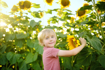 Preschooler boy walking in field of sunflowers. Child playing with big flower and having fun. Kid exploring nature. Baby having fun. Summer activity for children.