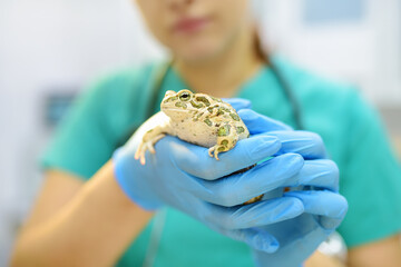Veterinarian examines a toad in a veterinary clinic. Exotic animals. Health of pet. Animal care.