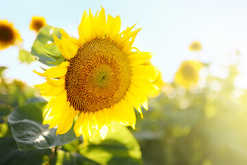 Field of sunflowers on sunny summer day. Flower close-up in the foreground. Sunflower for the production of oil.