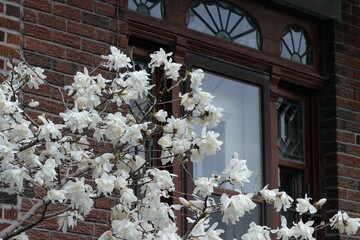 Fototapeta na wymiar White magnolia tree covered with beautiful flowers in bloom, nature in the city of Montreal in spring season, the April month. The building entrance and the glass door behind the blossoms.