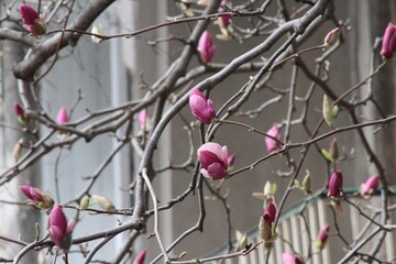 Pink Magnolia tree covered with beautiful flowers in bloom, nature in the city of Montreal in spring season, the April month.