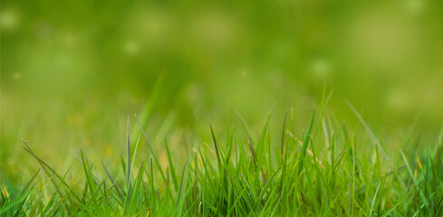 Obraz premium Background header of green grass