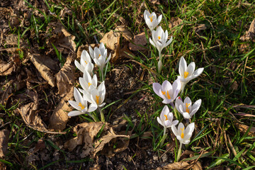 Alpine wild flower Crocus Versicolor (cloth-of-silver Crocus). Biella, Italy. Photo taken at an altitude of 1100 meters at the end of February