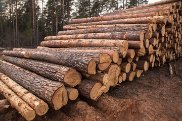 Deforestation, forest destruction. Timber harvesting. Pile, stack of many sawn logs of pine trees