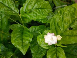green and white flowers