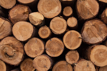 Lumber wood. Sawn cut trees, logs close up background texture. Timber harvesting. Deforestation, forest destruction