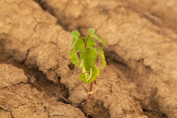 Little young green plant, tree on dry cracked soil, dried yellow orange brown earth